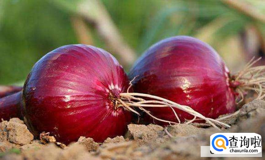 洋葱怎么保存不发芽