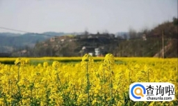 成都油菜花赏花攻略