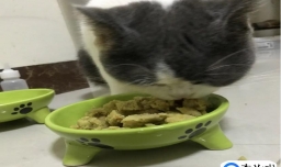 如何自制猫粮