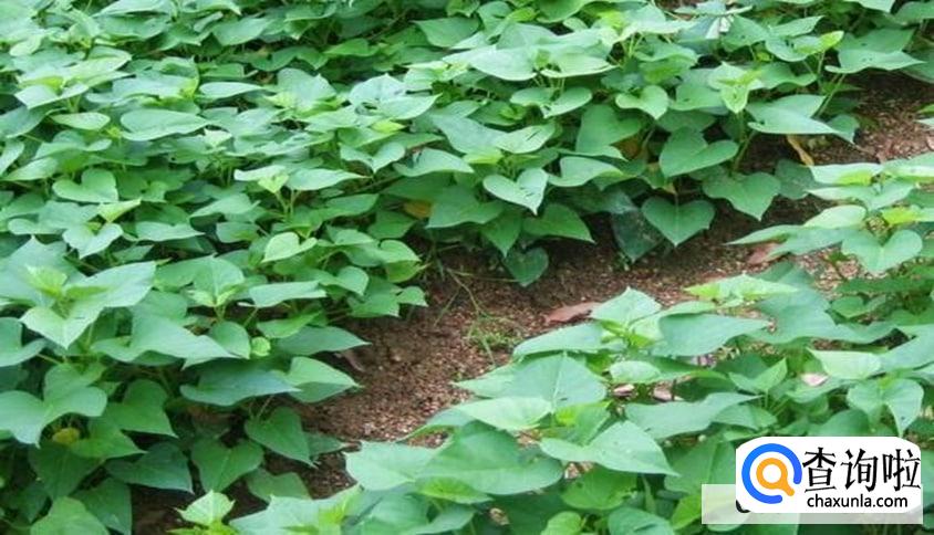 栽地瓜苗要怎么栽合适