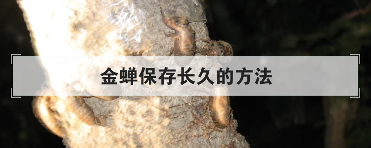 金蝉保存长久的方法