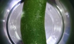 简单易做的腌青萝卜