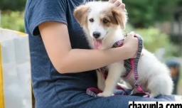 狗狗是怎么看待主人的