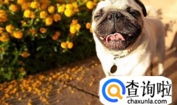 怎样辨别八哥犬