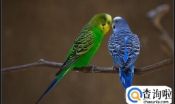 怎样分辨虎皮鹦鹉的公母雌雄