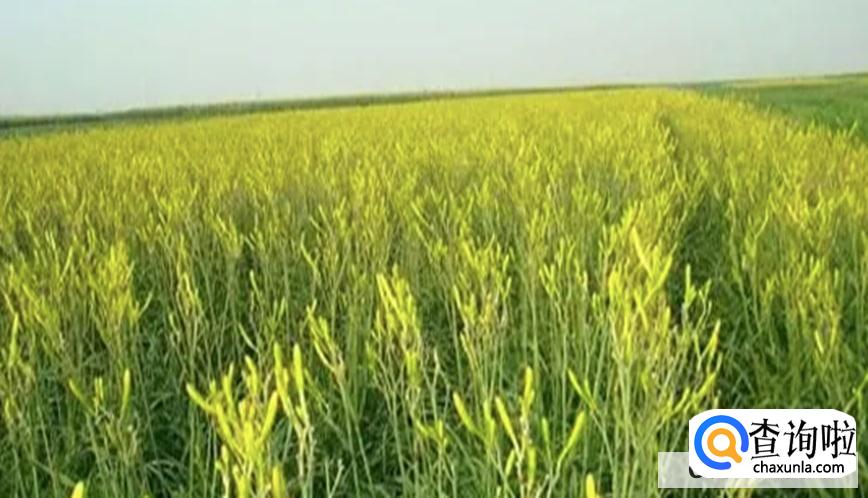 吃干黄花菜的好处和禁忌分别有哪些