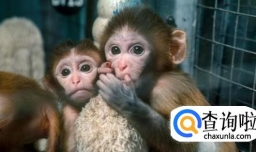 揭秘动物活体实验的利与弊