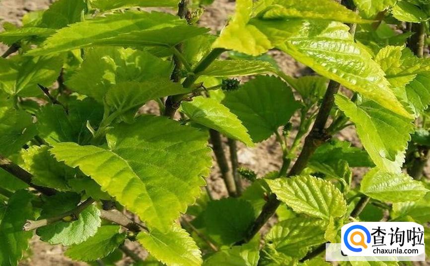 家里有桑树该如何处理