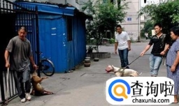 捕杀野狗和流浪狗的方法