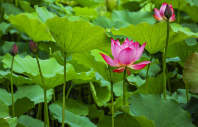 出淤泥而不染的下句是什么