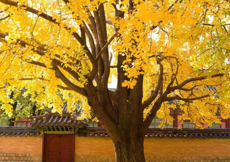 中国银杏之乡指的是哪里