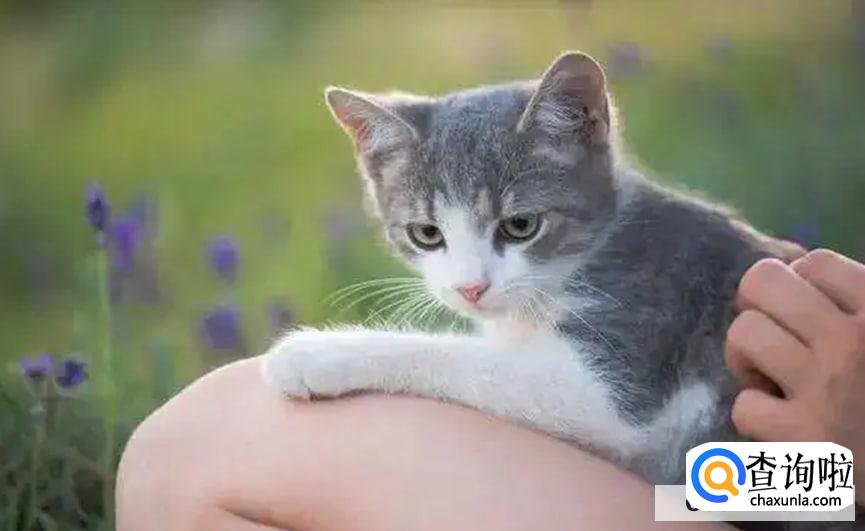 猫咪踩奶是什么行为