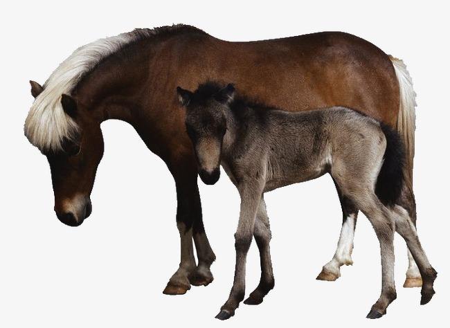 十五天涯共明月是什么生肖