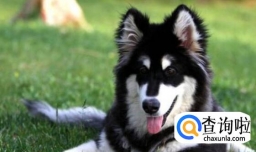 怎么训练阿拉斯加不乱叫，阿拉斯加什么情况下喜欢叫