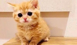 破解猫咪行为语言密码