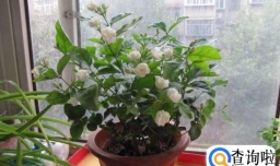 怎样在寒冷的冬天养护盆栽茉莉
