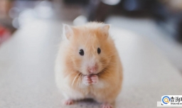 10元以下的小宠物