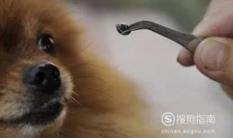 搬家后狗狗身上有很多蜱虫怎么清除？