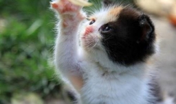 被猫咬伤了要打哪些疫苗？需要多少钱