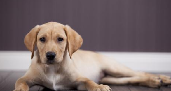 世界十大名犬排行榜