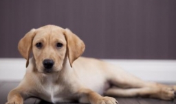 世界十大名犬排行榜