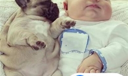 狗狗和人一起睡好吗？