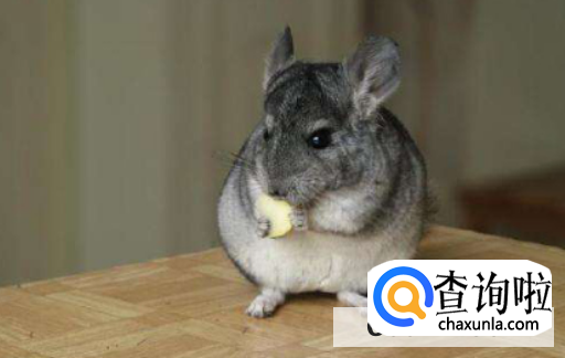 如何消灭家中老鼠