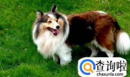 世界上什么狗最贵