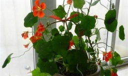 旱荷花的养殖方法和注意事项