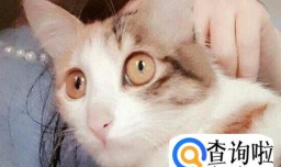 怎么让刚刚到家的猫咪快速融入新家