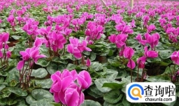 仙客来种子种植方法