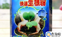 怎样水培扦插月季成活率高