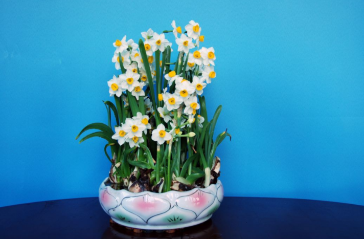 关于水仙花的诗歌？