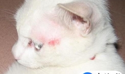 猫咪消化不良怎么办 猫咪消化不良吃什么