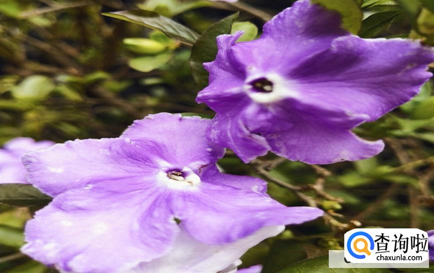 双色茉莉花怎么养