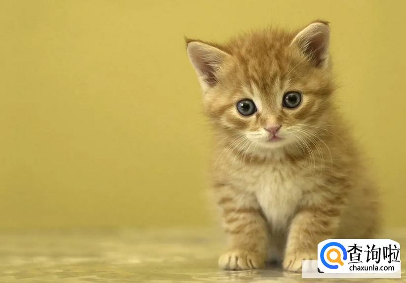 猫抖着尾巴向后滋尿怎么解决