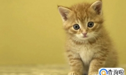 猫抖着尾巴向后滋尿怎么解决