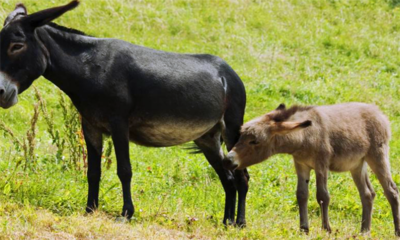 驴奶什么人不能喝