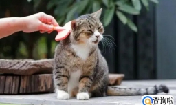 猫春天掉毛怎么办