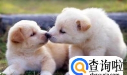 狗狗按体型分类有哪些类型