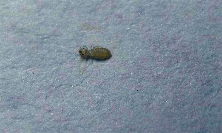 怎么清除家里跳虫