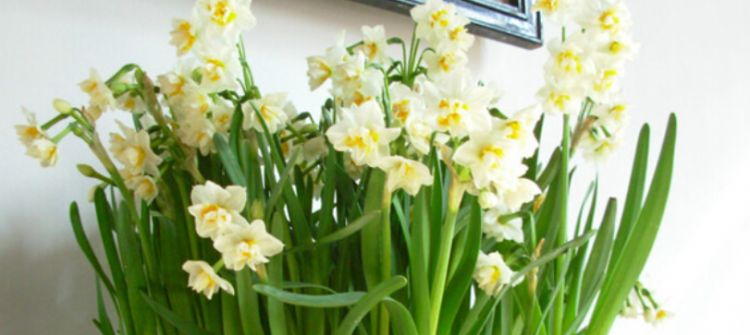 水仙花花语是什么