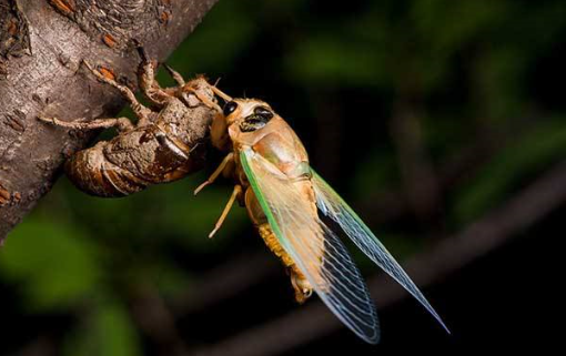金蝉保存长久的方法
