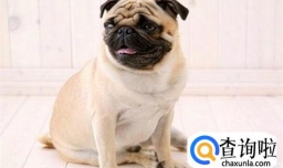 狗受凉呕吐怎么办