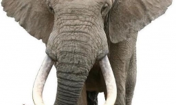 大象的种类有哪些