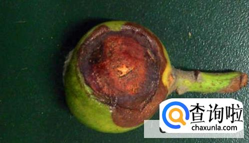 枇杷结果期间要注意什么