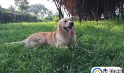 金毛性格温顺吗？