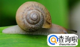 彻底灭杀蜗牛的4种非农药方法