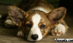 狗多大可以交配