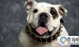 狗狗不听话怎么办